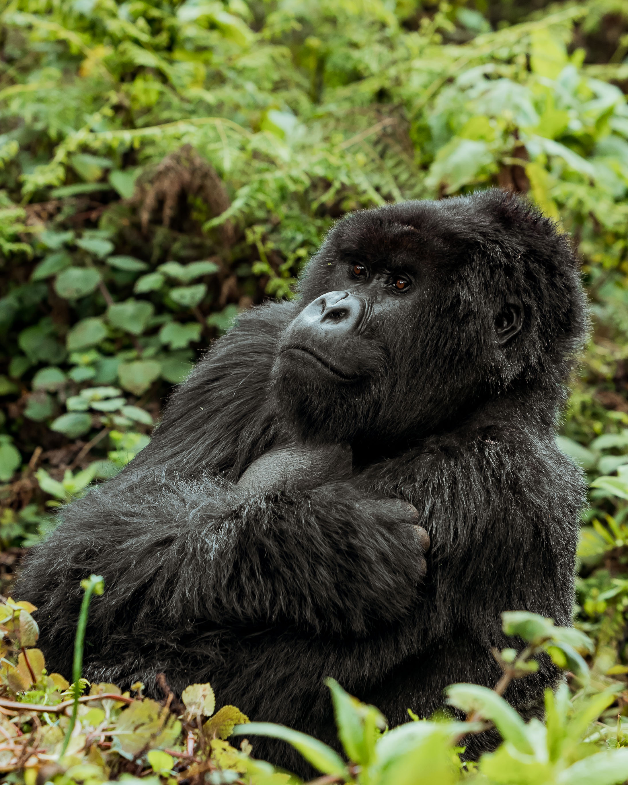 Luxury Gorilla Trekking Experience in Rwanda